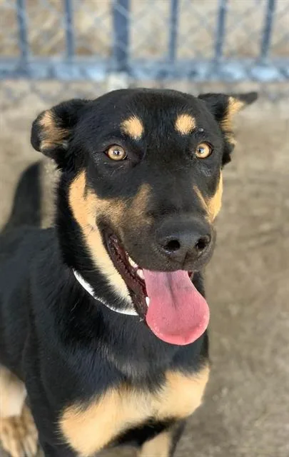 An adult medium-sized female German Shepherd Dog dog named Gumdrop for adoption in Riverside, CA