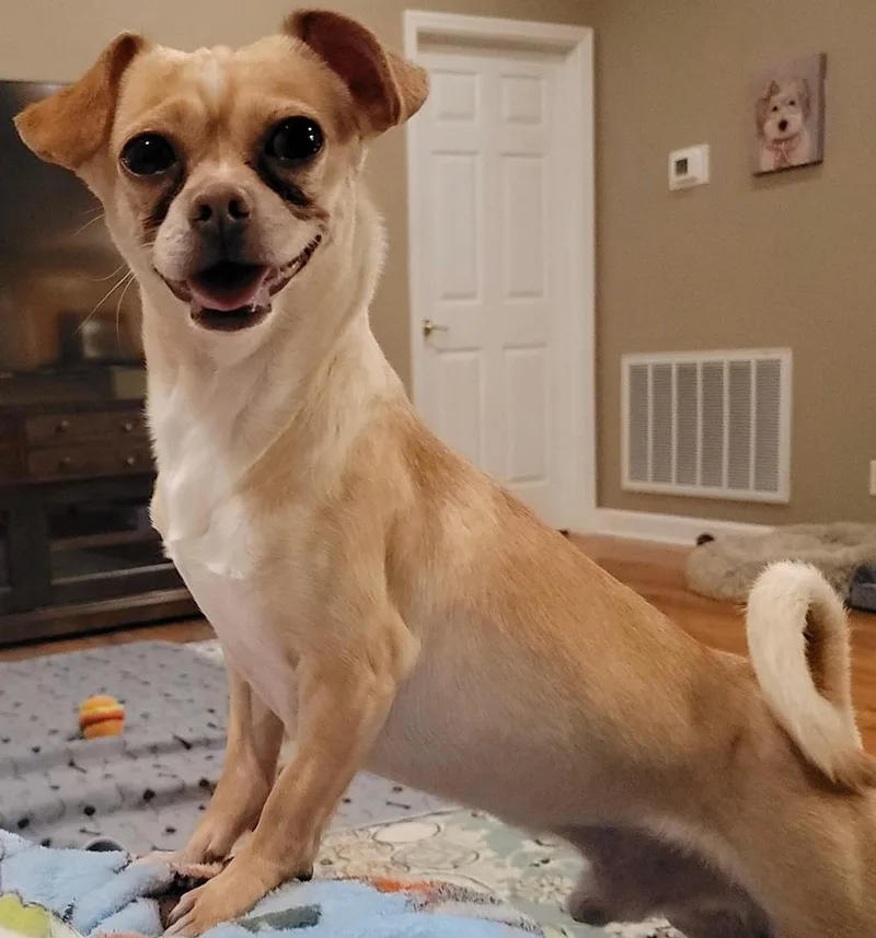 An adult small-sized male Chihuahua dog named Curly for adoption in Chattanooga, TN