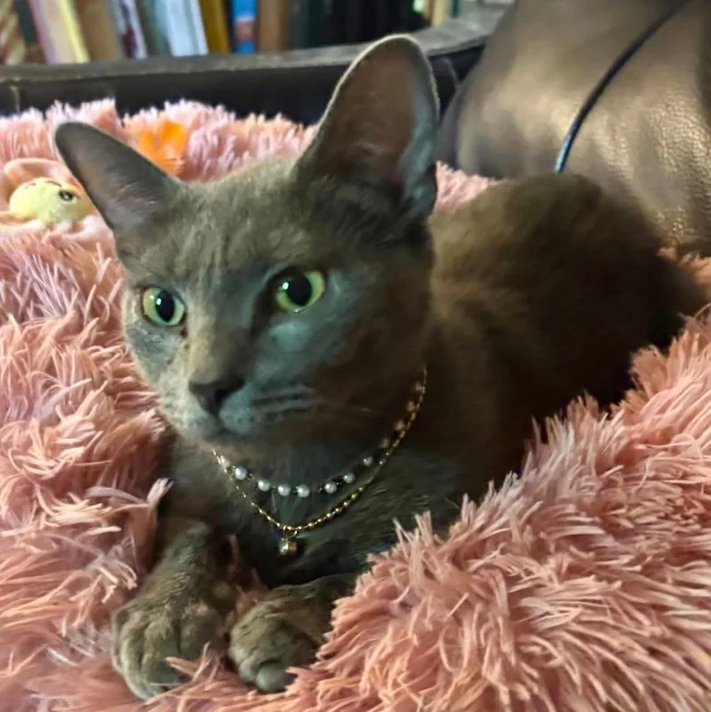 An adult medium-sized female Gray / Blue / Silver Russian Blue cat named Puurl for adoption in Gastonia, NC