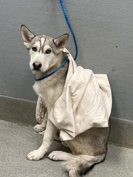 A young large-sized male Siberian Husky dog named Jerry for adoption in Las Vegas, NV