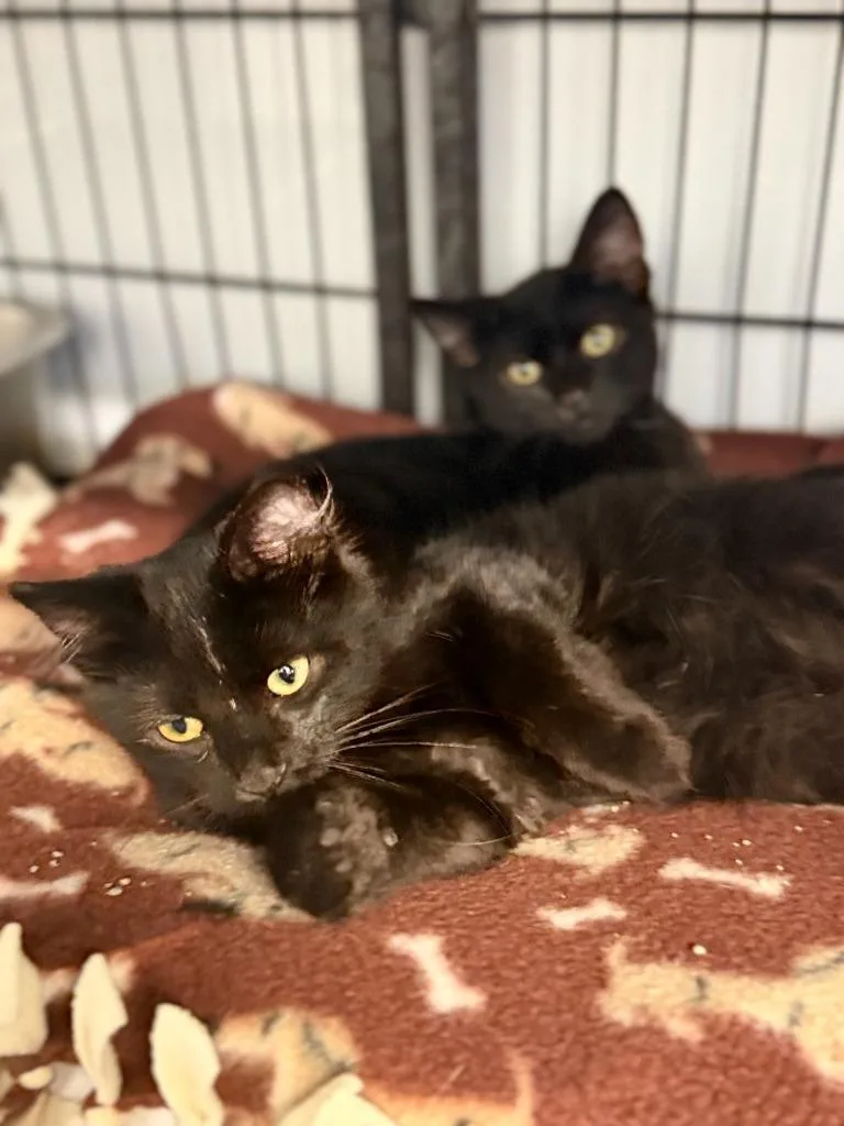 A baby small-sized male Domestic Medium Hair cat named Perry for adoption in Algona, IA