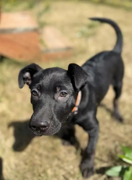A baby small-sized male Belgian Shepherd / Malinois dog named Cerabis for adoption in Burlington, WA