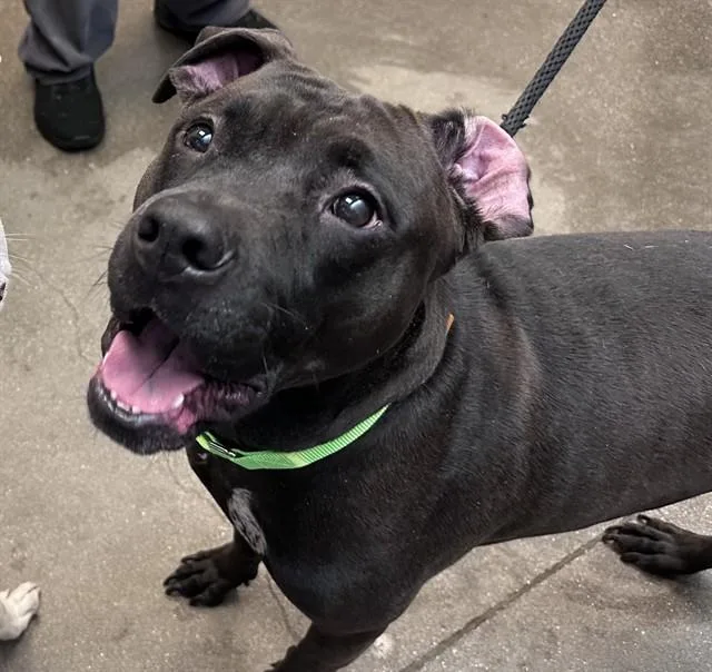 An adult medium-sized female Labrador Retriever dog named Brandy for adoption in Tucson, AZ