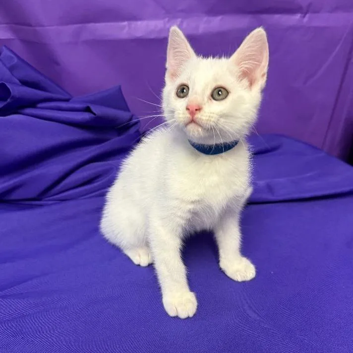 A baby small-sized male White Domestic Short Hair cat named Wilder for adoption in North Myrtle Beach, SC
