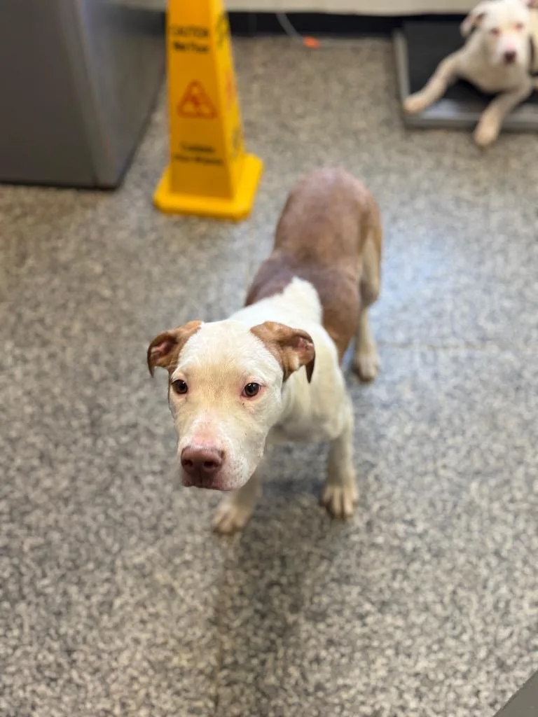 A baby medium-sized male Mixed Breed dog named Moonie for adoption in Columbia, TN