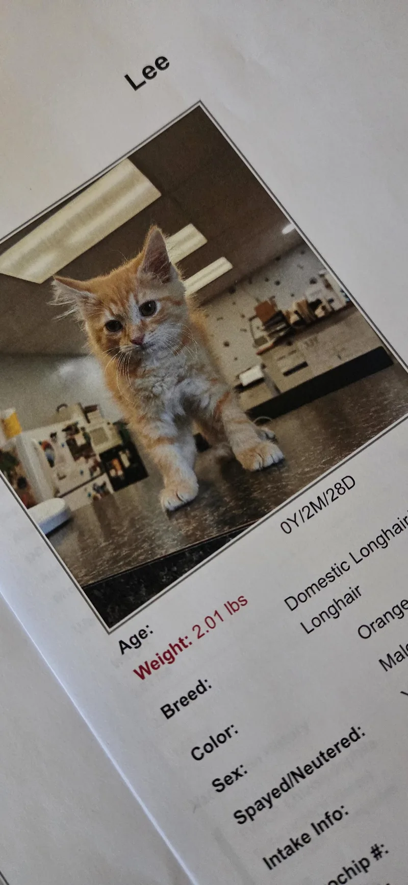 A young medium-sized male Tabby (Orange / Red) Tabby cat named Lee for adoption in Evansville, IN