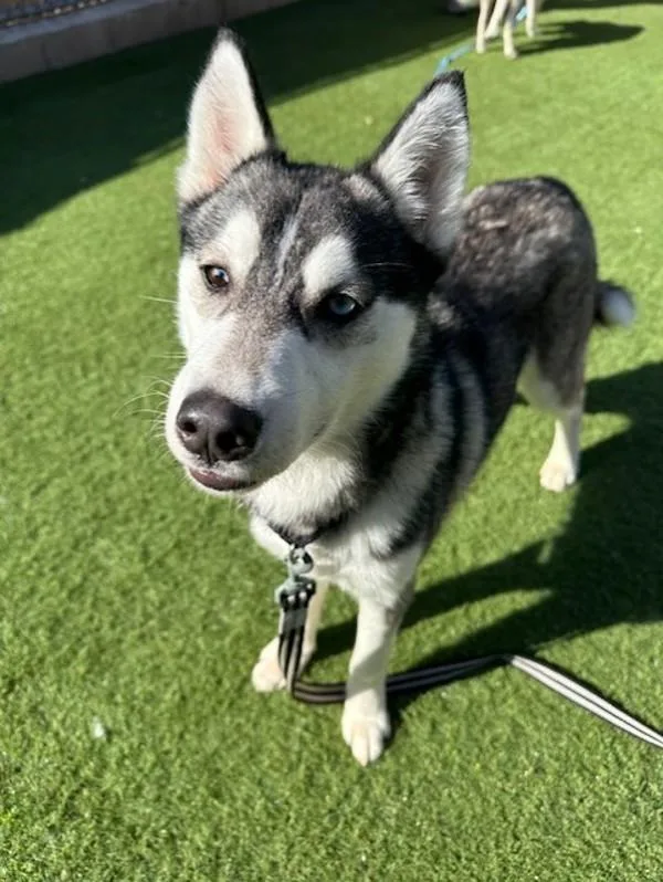 A young medium-sized male Siberian Husky dog named Dash for adoption in Oceanside, CA