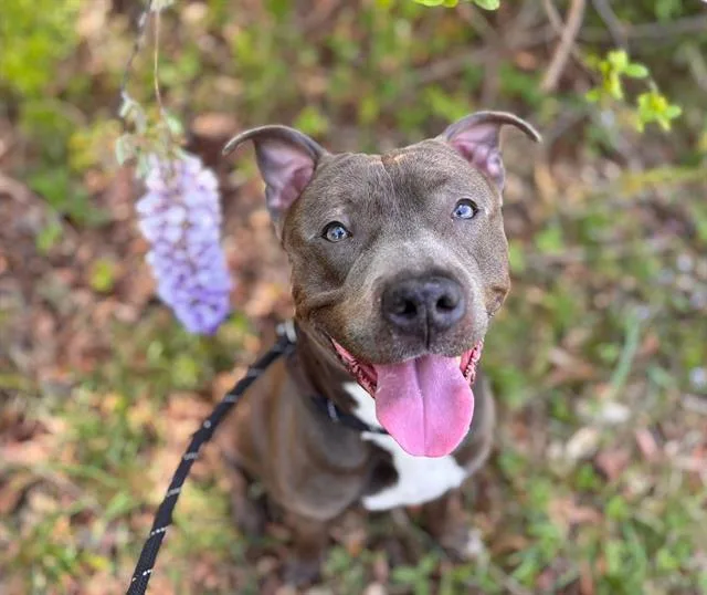 A young medium-sized male Pit Bull Terrier dog named Rolo for adoption in Charlotte, NC