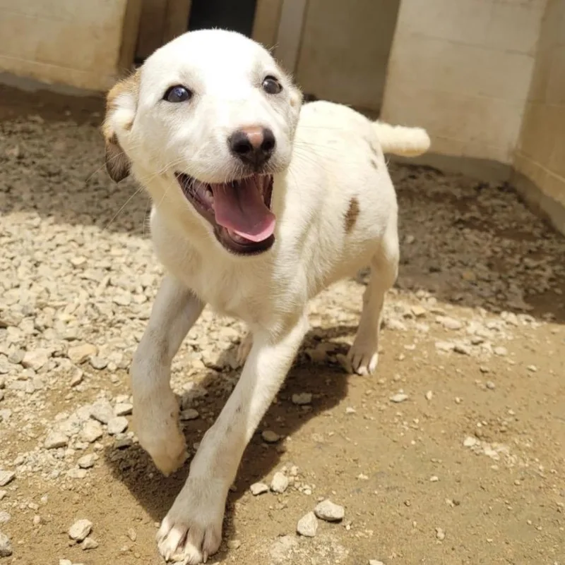 A baby medium-sized female White / Cream Shepherd dog named Ivory for adoption in Cumberland, RI