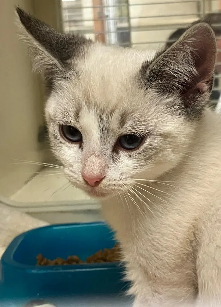 A baby medium-sized male Domestic Short Hair cat named Duckie for adoption in Christiansburg, VA