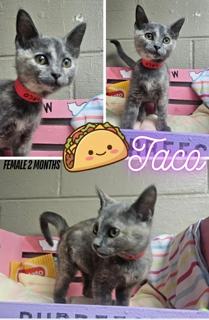 Taco