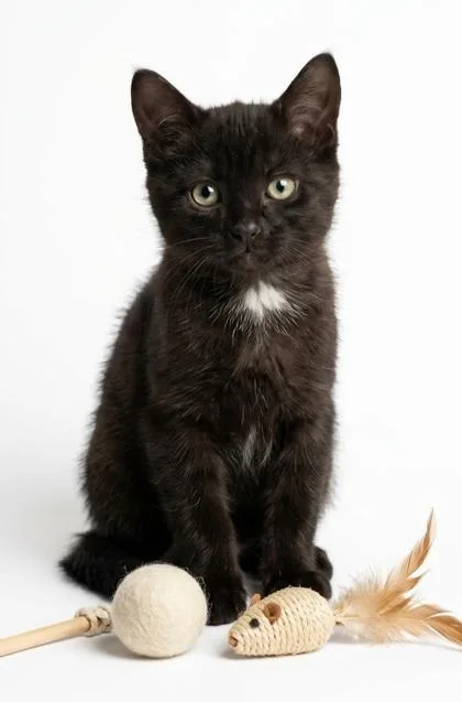 A baby small-sized female Domestic Short Hair cat named Buttercup for adoption in Cumming, GA