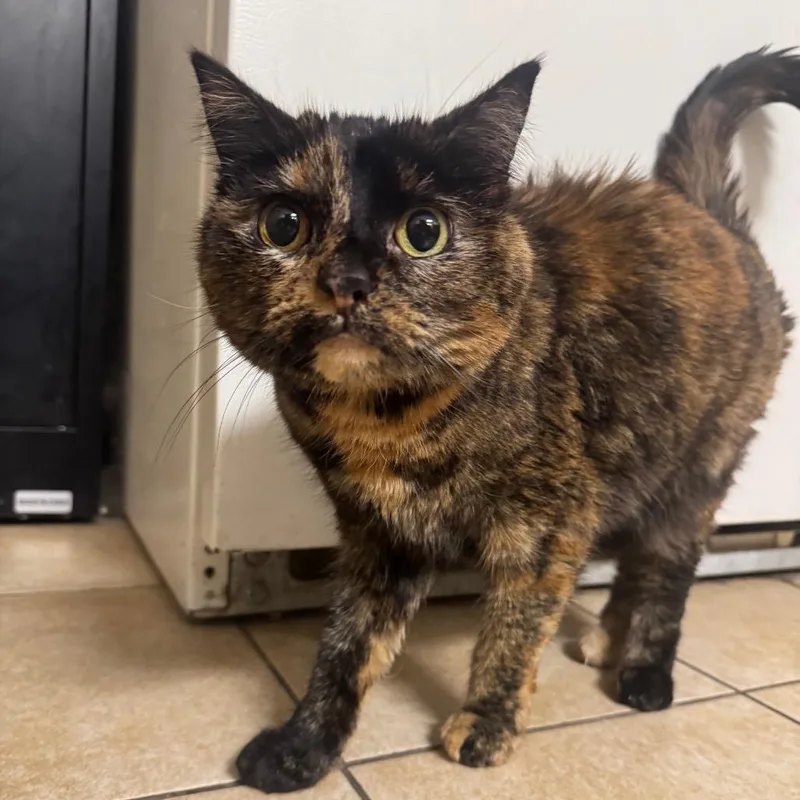 A senior medium-sized female Tortoiseshell Domestic Short Hair cat named Dina for adoption in Pekin, IL