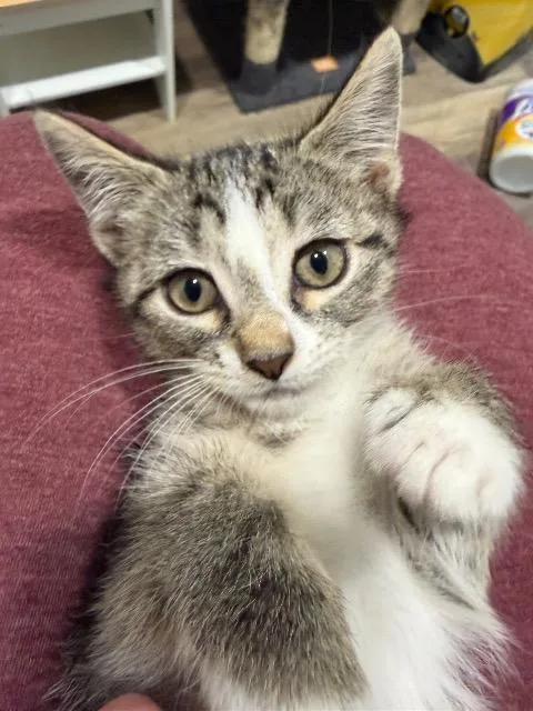 A baby medium-sized female Domestic Short Hair cat named Raya for adoption in Pawtucket, RI