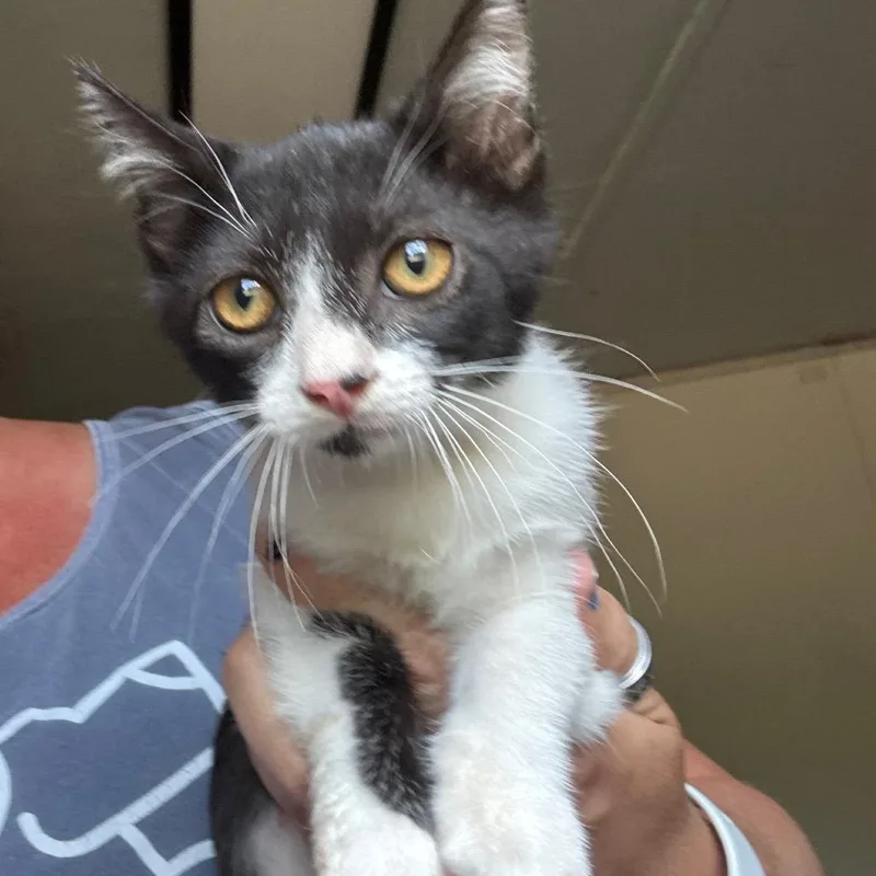 A baby small-sized female Black Manx cat named Clementine for adoption in Hattiesburg, MS