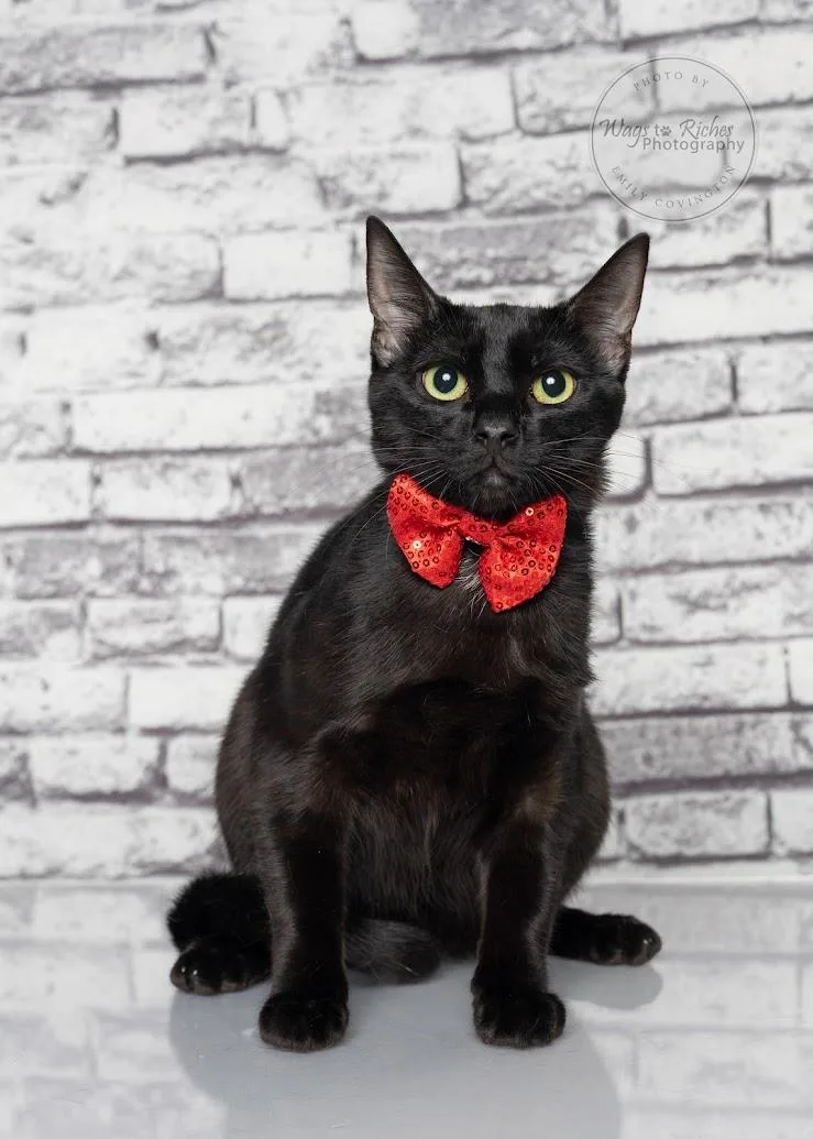 A baby medium-sized male Black Bombay cat named Romance  Aka Romeo for adoption in Tuscaloosa, AL