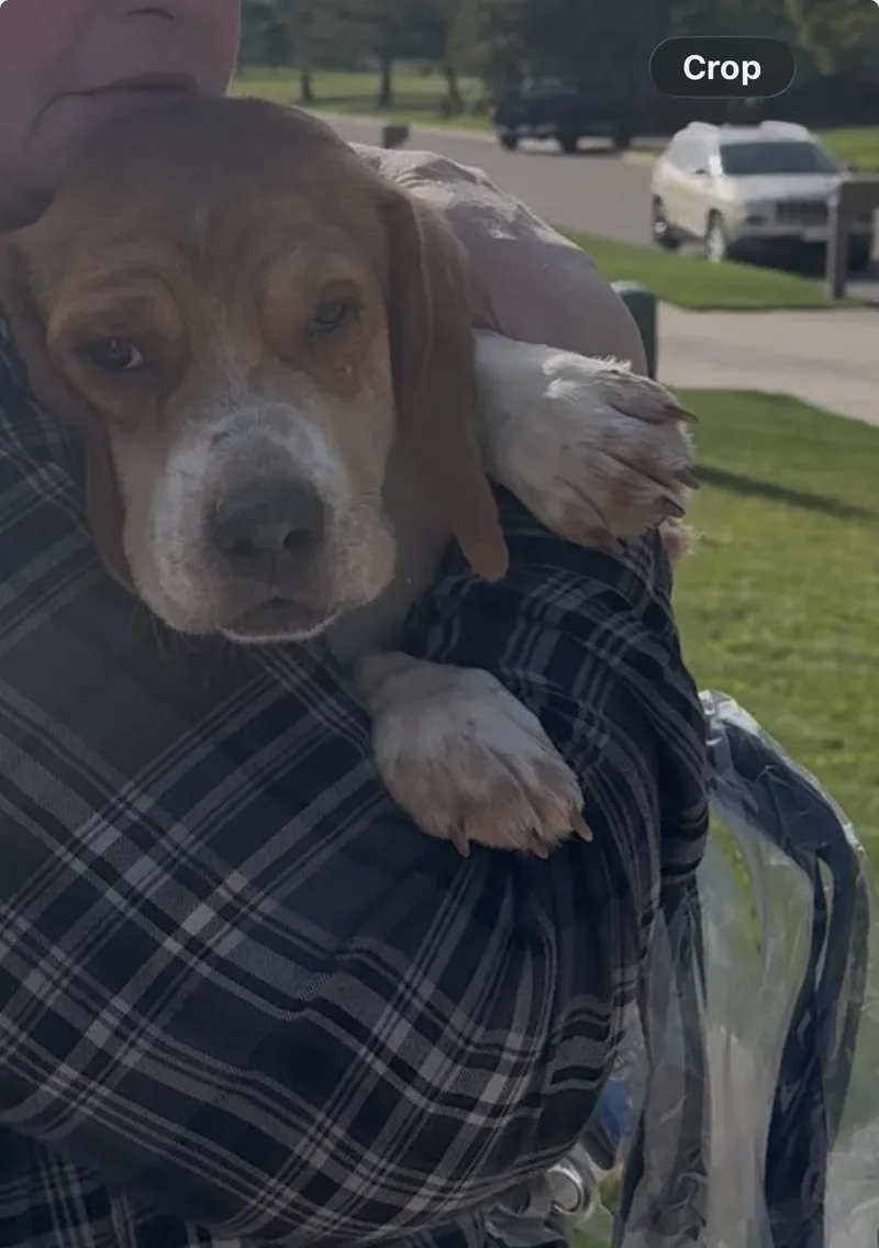 A young medium-sized male Beagle dog named Finch for adoption in Eau Claire, WI