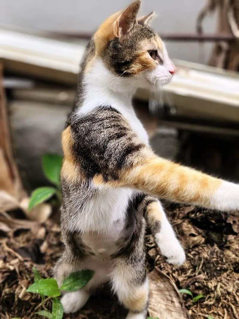 A baby small-sized female Calico Domestic Short Hair cat named April for adoption in Franklin, MA