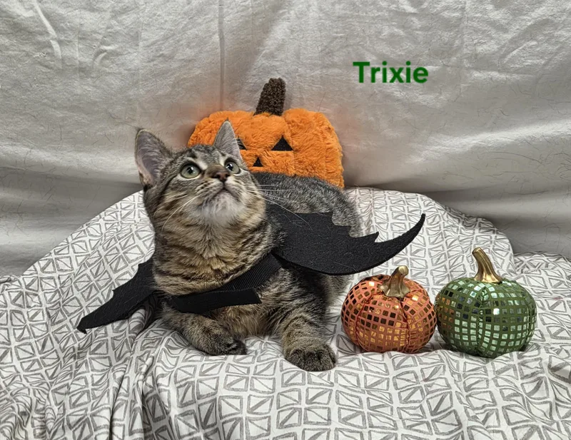 A young medium-sized female Tabby cat named Trixie for adoption in Whitewater, WI