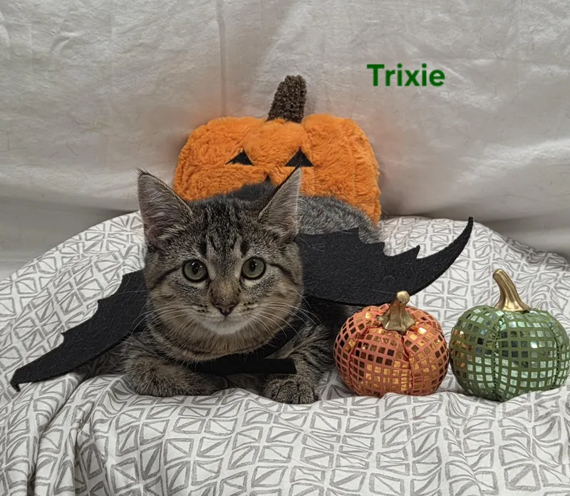 Trixie thumbnail 2