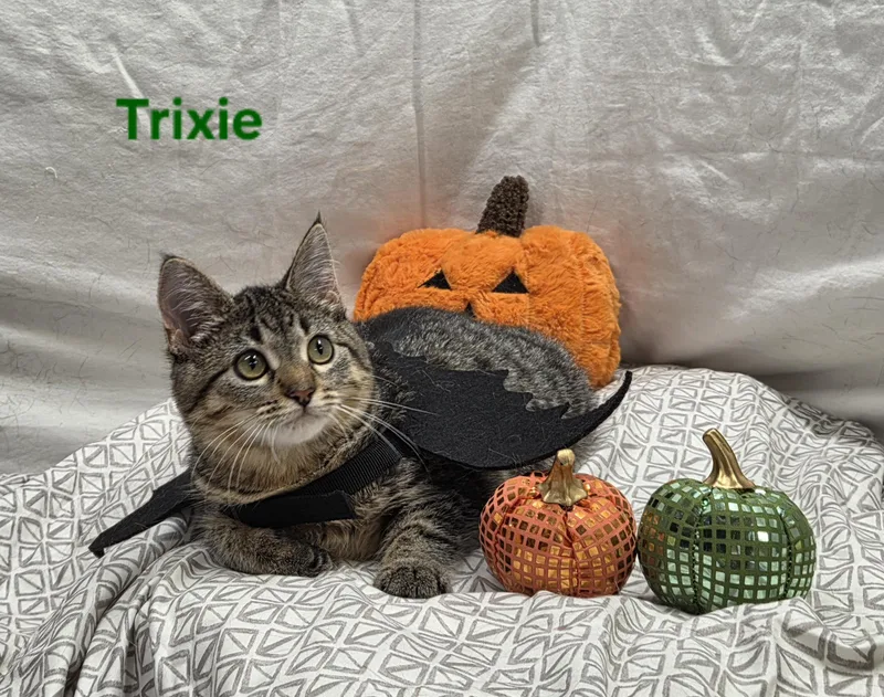 Trixie thumbnail 3
