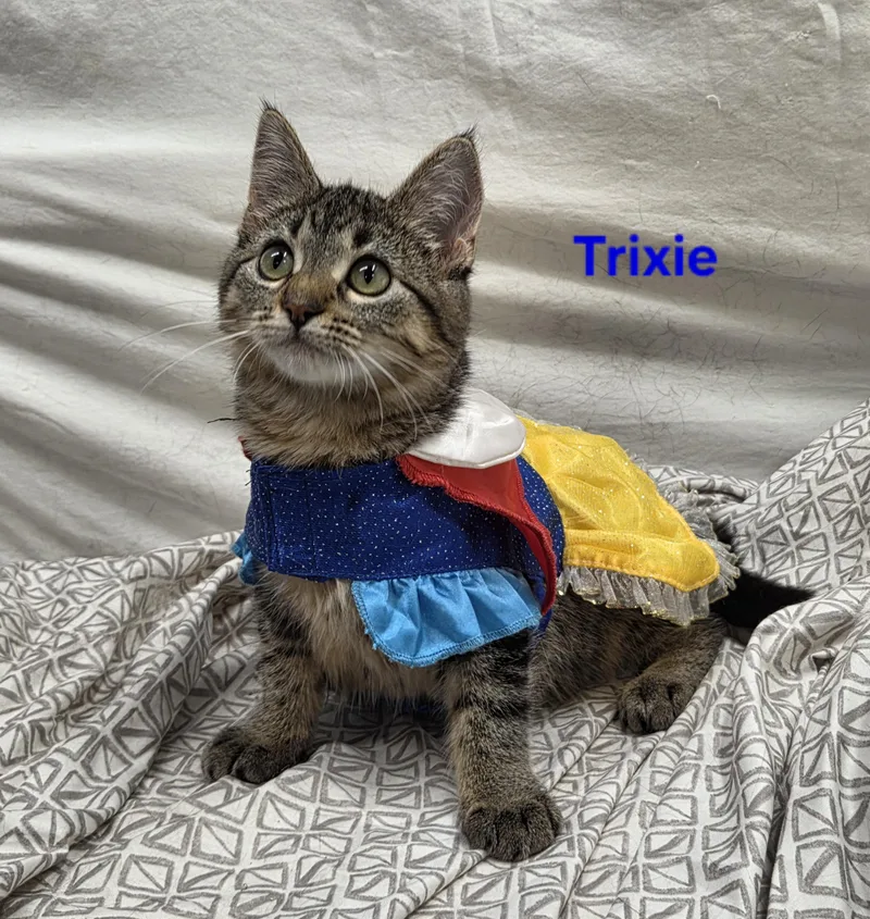Trixie thumbnail 4