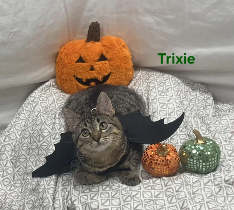 Trixie thumbnail 5