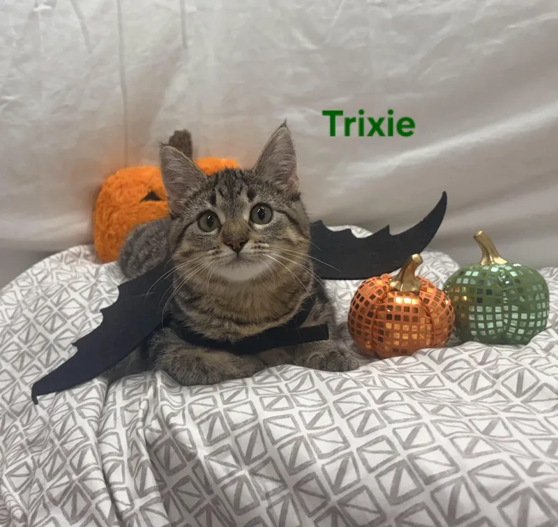 Trixie thumbnail 6