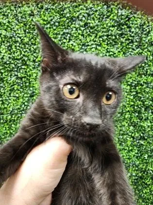 A baby small-sized male Domestic Short Hair cat named Larry $ @ Petsmart for adoption in Seneca, SC