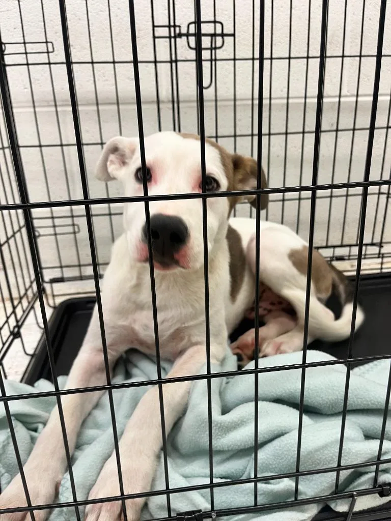 A baby large-sized male Mixed Breed dog named Toby for adoption in Chickamauga , GA