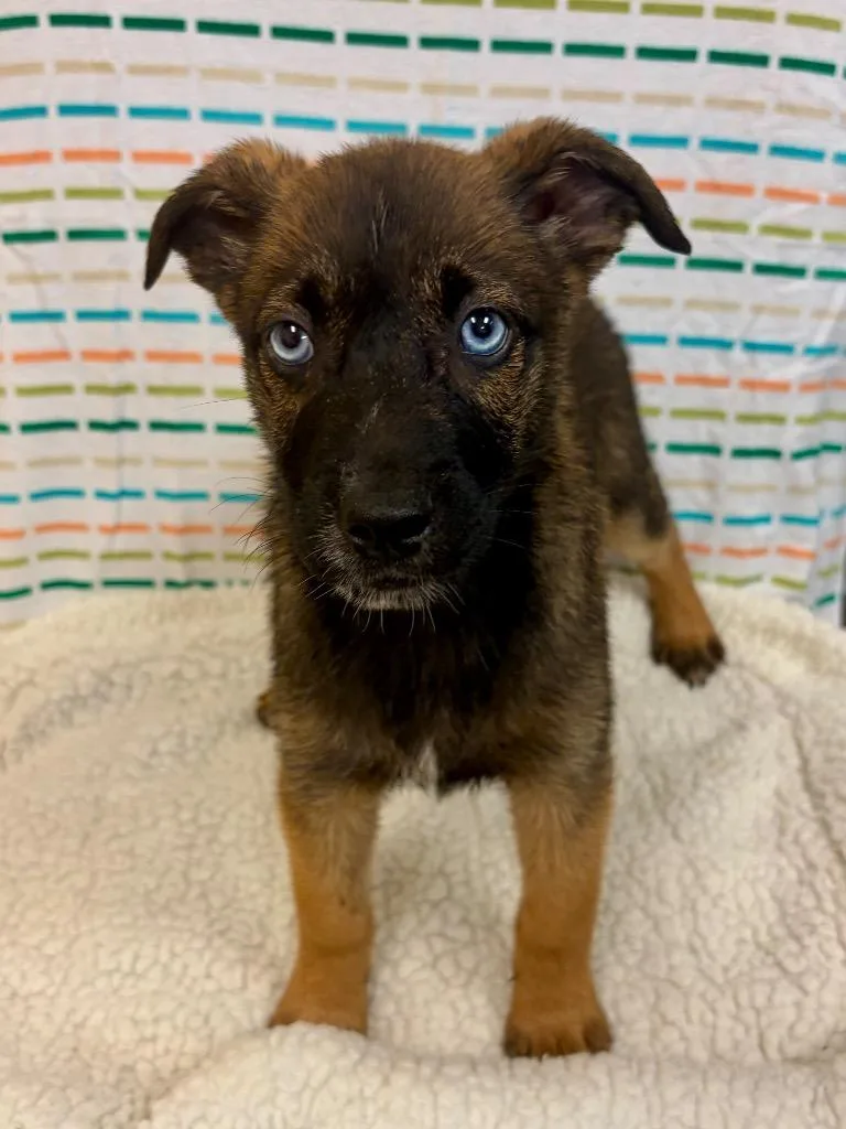 A baby large-sized female Shepherd dog named Frisco for adoption in Clinton, SC