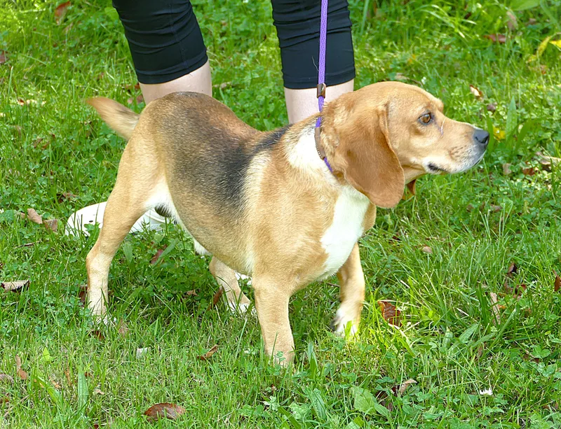 An adult small-sized male Black Beagle dog named Corwin for adoption in Beechbottom, WV