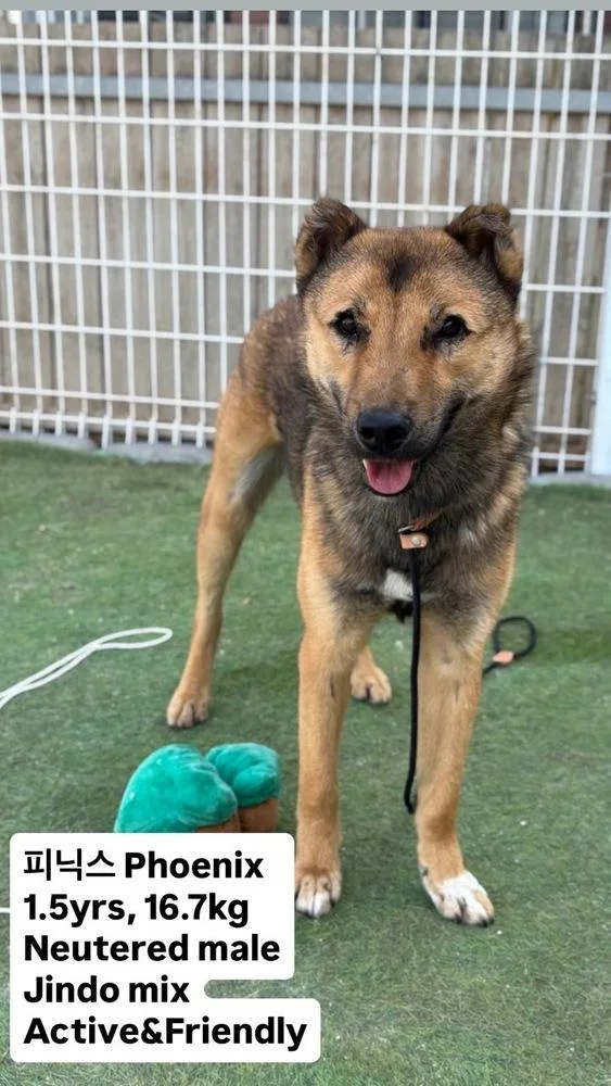 A young medium-sized male Jindo dog named Phoenix for adoption in Long Island City, NY
