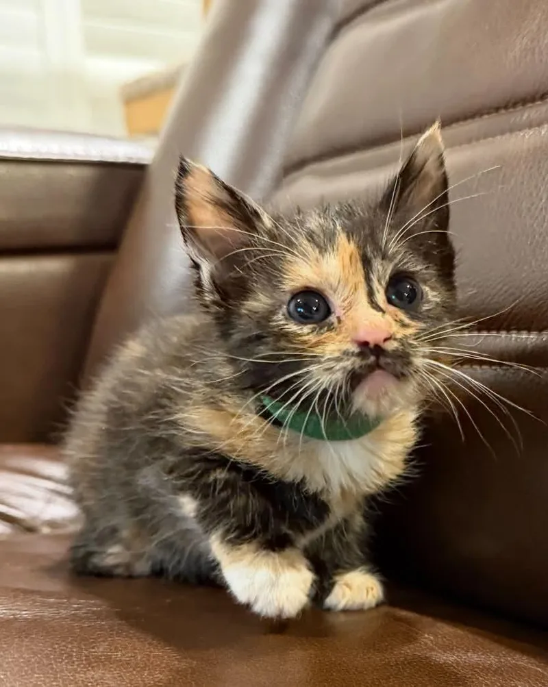 A baby medium-sized female Domestic Short Hair cat named Kailani for adoption in Lincoln, CA