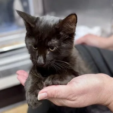 A baby small-sized male Black Maine Coon cat named Reno for adoption in New Fairfield, CT