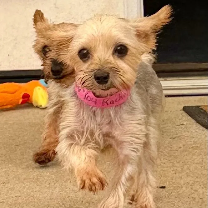 An adult small-sized female Gray / Blue / Silver Yorkshire Terrier dog named Rachel  Missouri for adoption in Peyton, CO