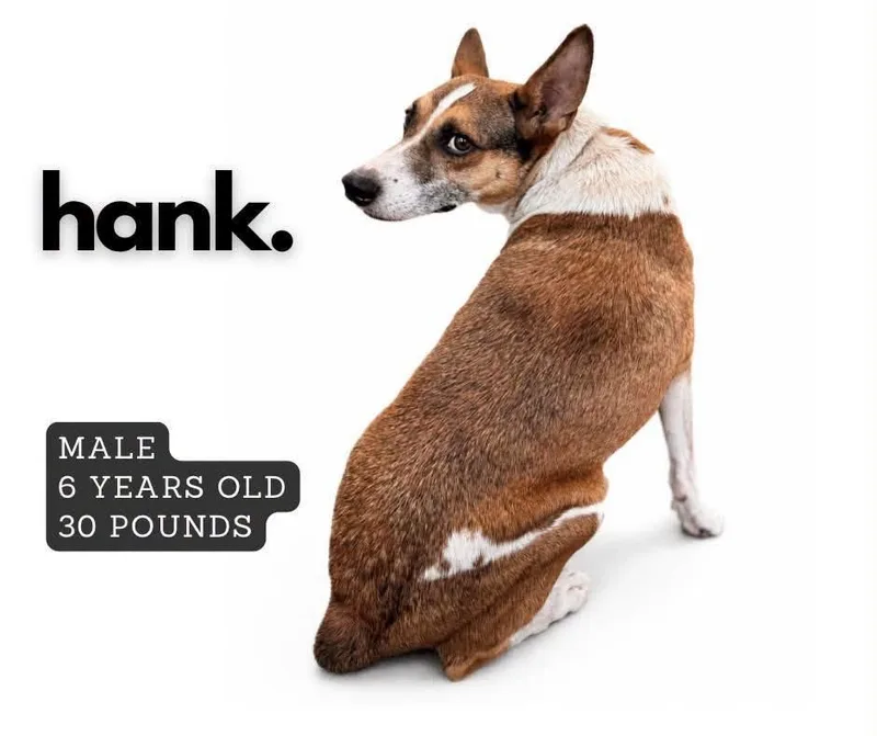 An adult medium-sized male Mixed Breed dog named Hank for adoption in Ashland, KY
