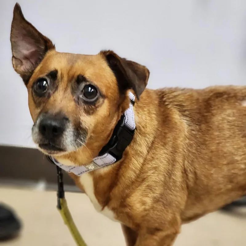 A senior small-sized male Brown / Chocolate Dachshund dog named Everett for adoption in Auburn, AL