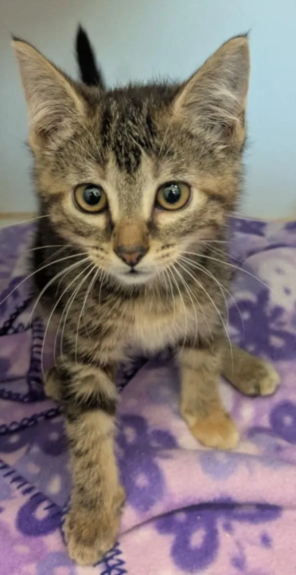 A baby small-sized male Domestic Short Hair cat named Picasso for adoption in Texas City, TX
