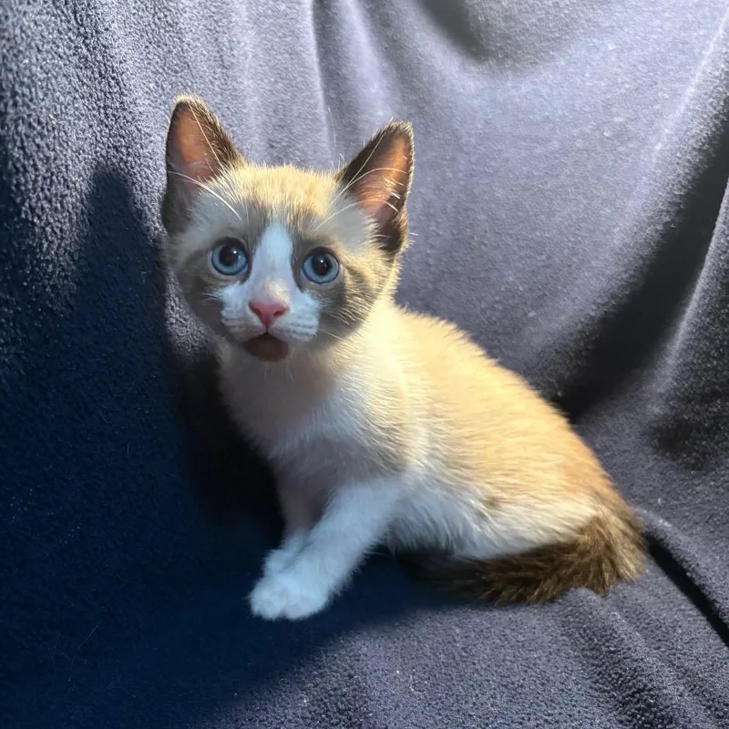 A baby small-sized female Seal Point Snowshoe cat named Shion for adoption in Wichita, KS