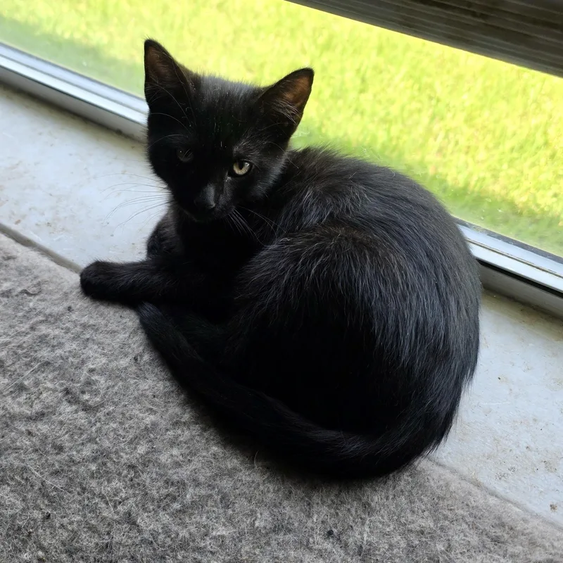 Tibby thumbnail 2