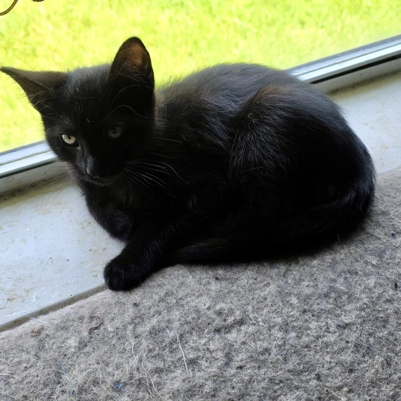 Tibby thumbnail 4