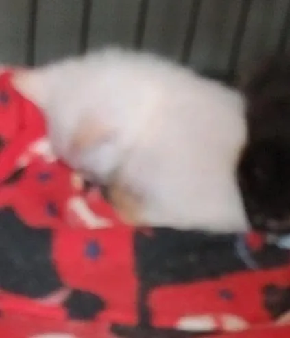 Cinnabon Delight thumbnail 4