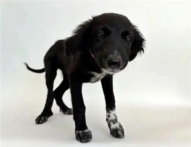 A baby small-sized female Terrier dog named Kite for adoption in Saint Louis, MO