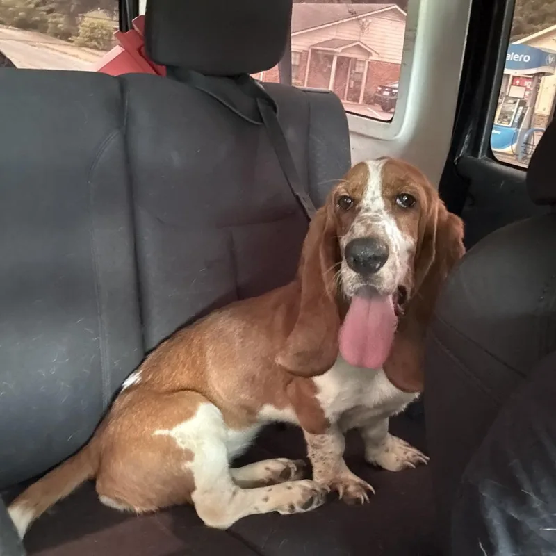 A baby medium-sized female Red / Chestnut / Orange Basset Hound dog named Mabel for adoption in Pine Mountain, GA