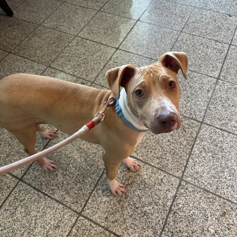 A young medium-sized female Brown / Chocolate Mixed Breed dog named Sophie for adoption in San Francisco, CA