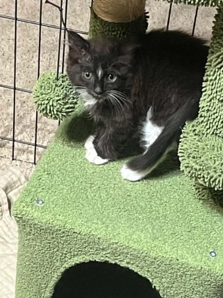 A baby small-sized female Domestic Short Hair cat named Marta for adoption in Orlando, FL