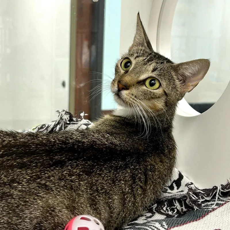 A young medium-sized female Gray / Blue / Silver Domestic Short Hair cat named Dulce for adoption in West Palm Beach, FL
