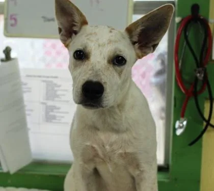 A baby medium-sized female Cattle Dog dog named Opal for adoption in Picayune, MS