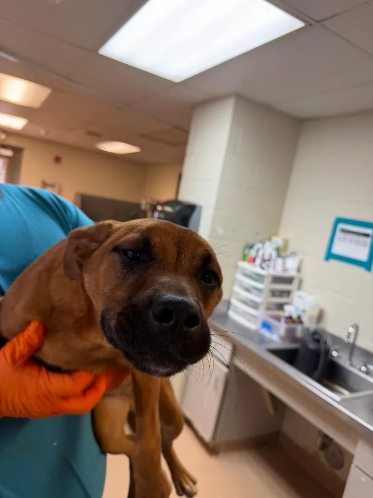 A baby medium-sized female Boxer dog named Claressa for adoption in Nacogdoches, TX